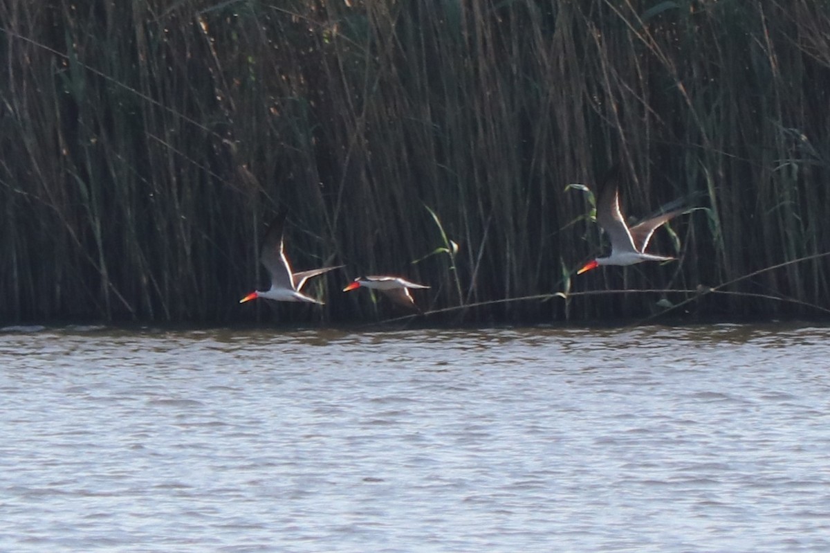 アフリカハサミアジサシ - ML644553416