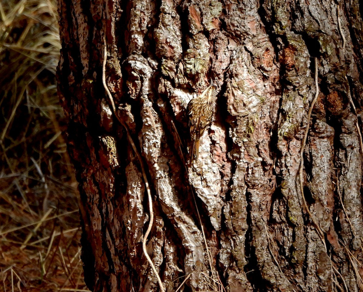 Grimpereau brun - ML644553417