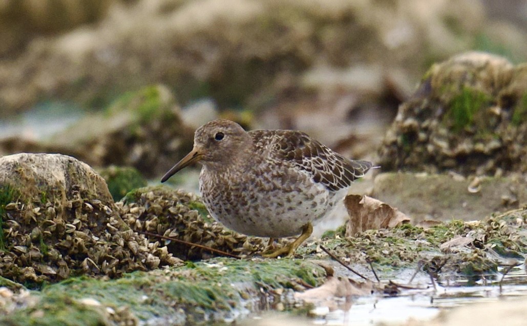 Bécasseau violet - ML644553419