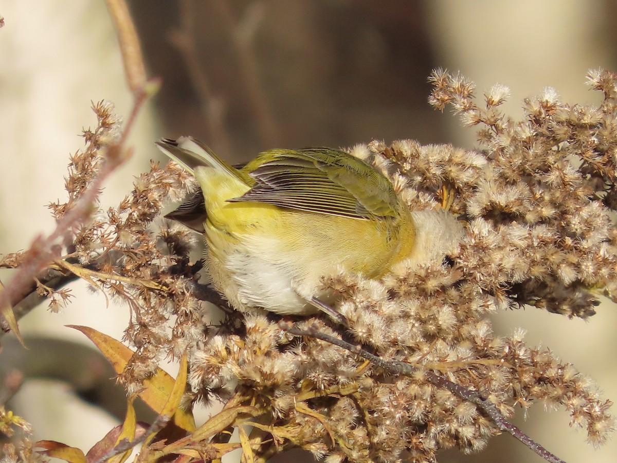 Nashville Warbler - ML644553421