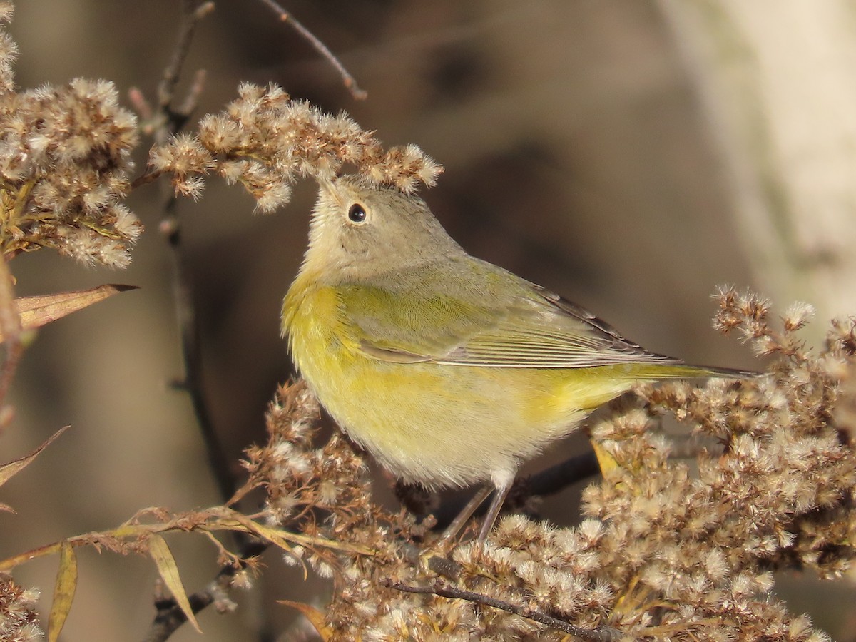 Nashville Warbler - ML644553422
