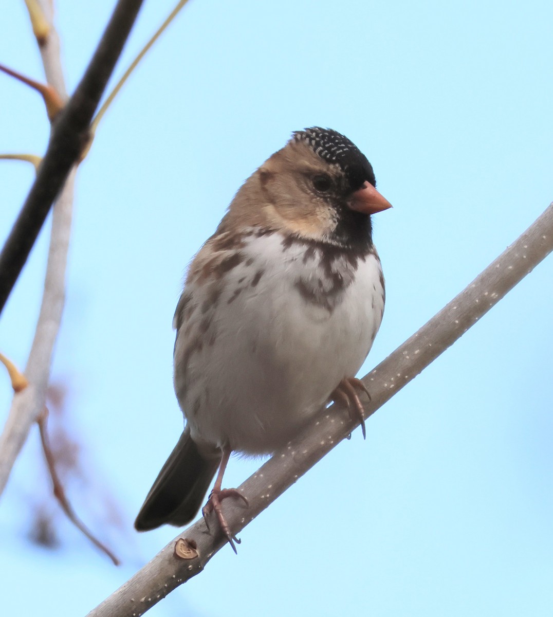 Harris's Sparrow - ML644553423