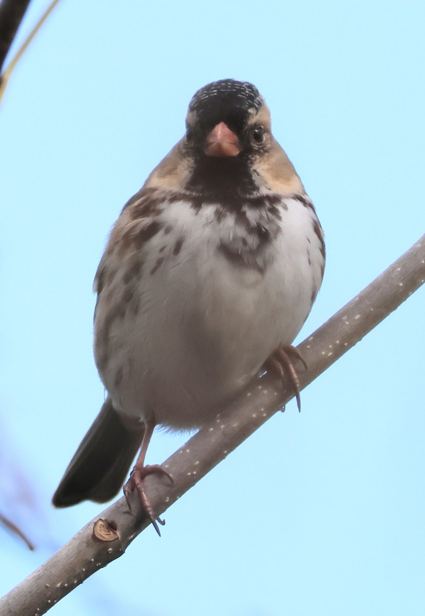 Harris's Sparrow - ML644553424