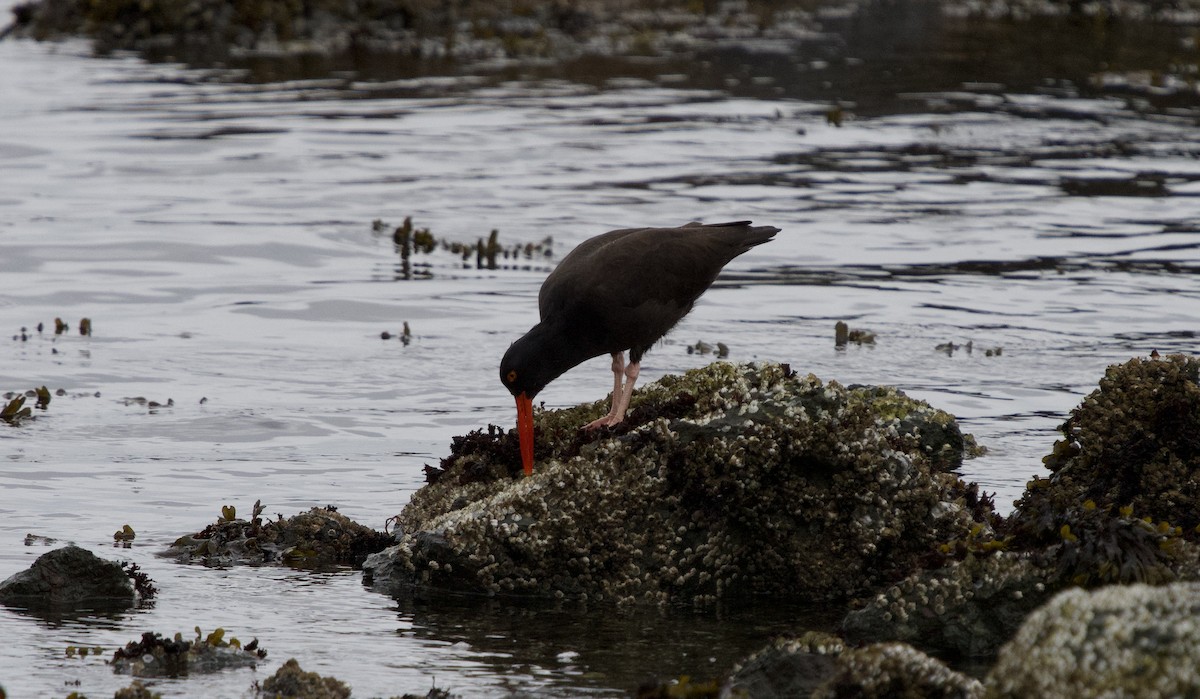 Huîtrier de Bachman - ML644553425