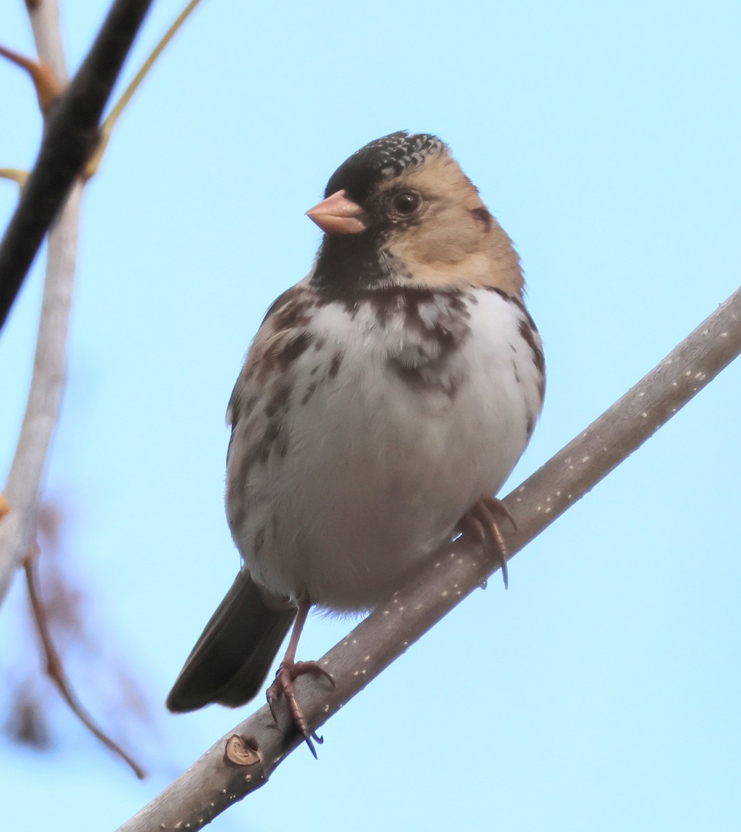 Harris's Sparrow - ML644553426
