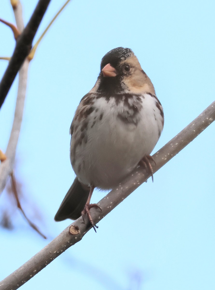 Harris's Sparrow - ML644553427
