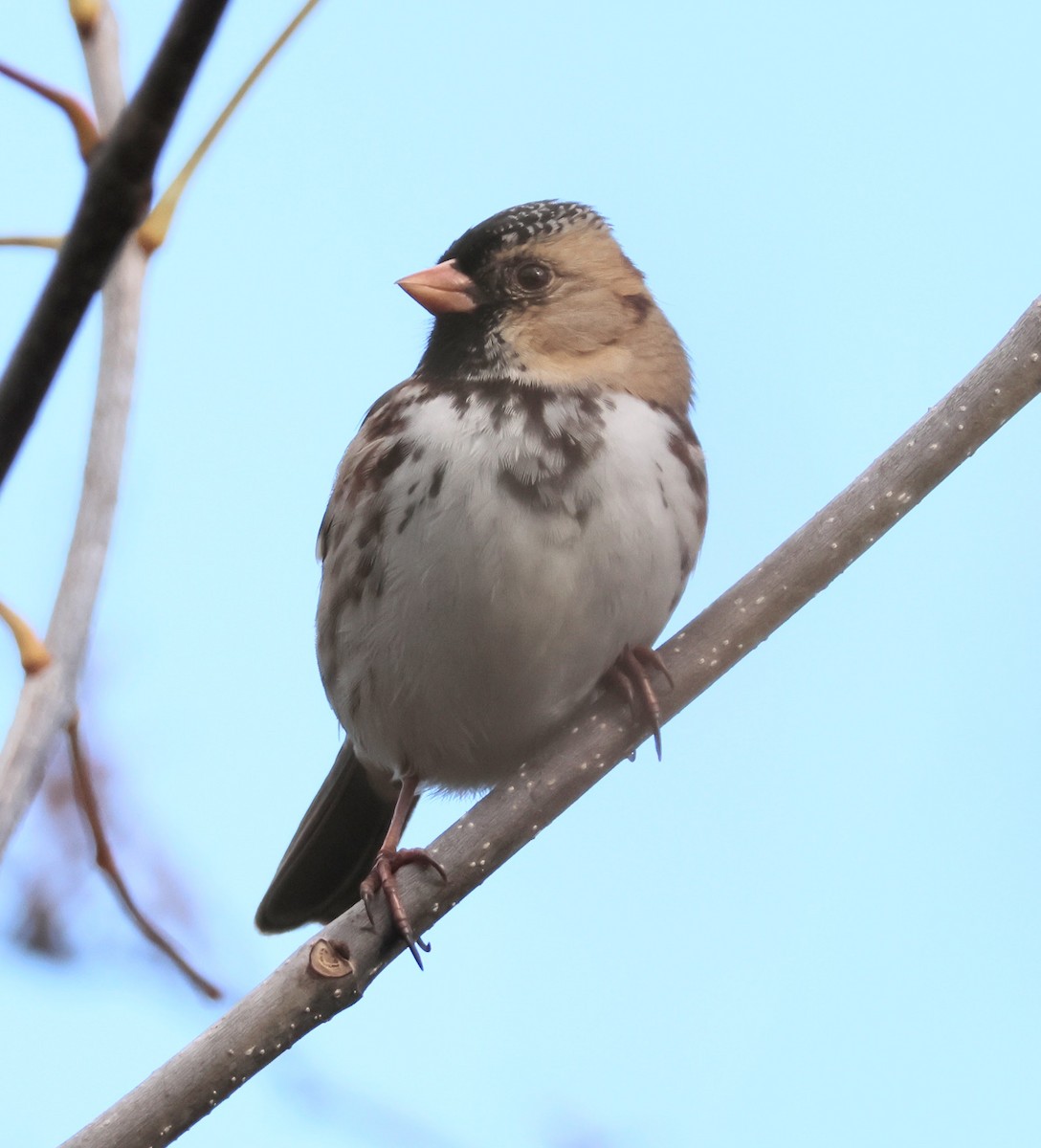 Harris's Sparrow - ML644553428