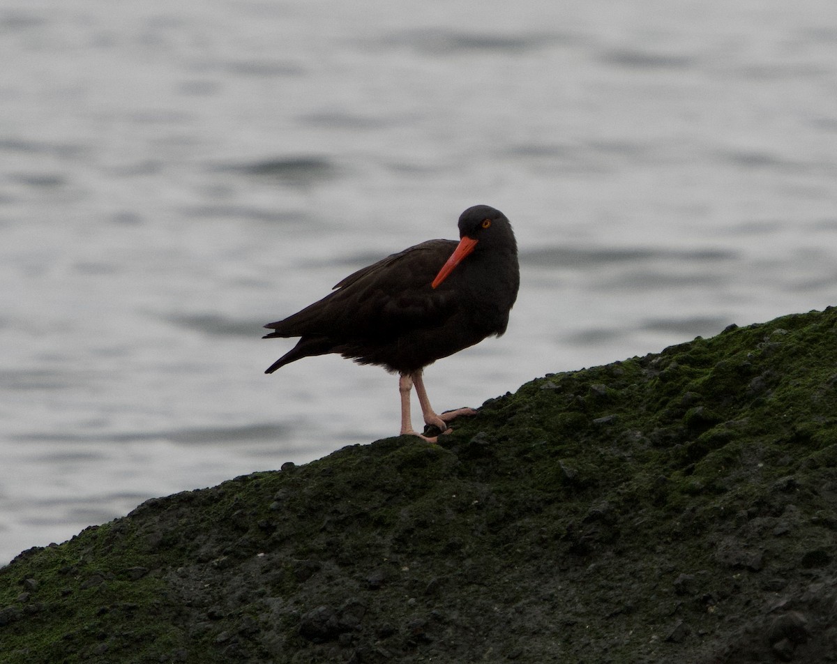 Huîtrier de Bachman - ML644553429