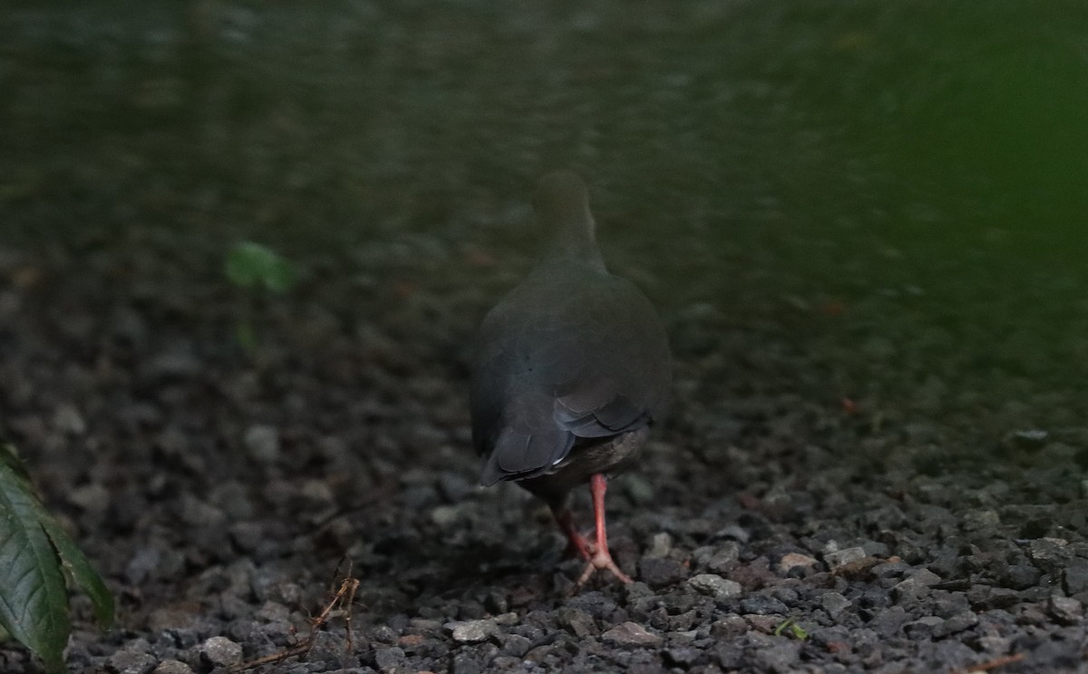 Colombe de Veraguas - ML644553430