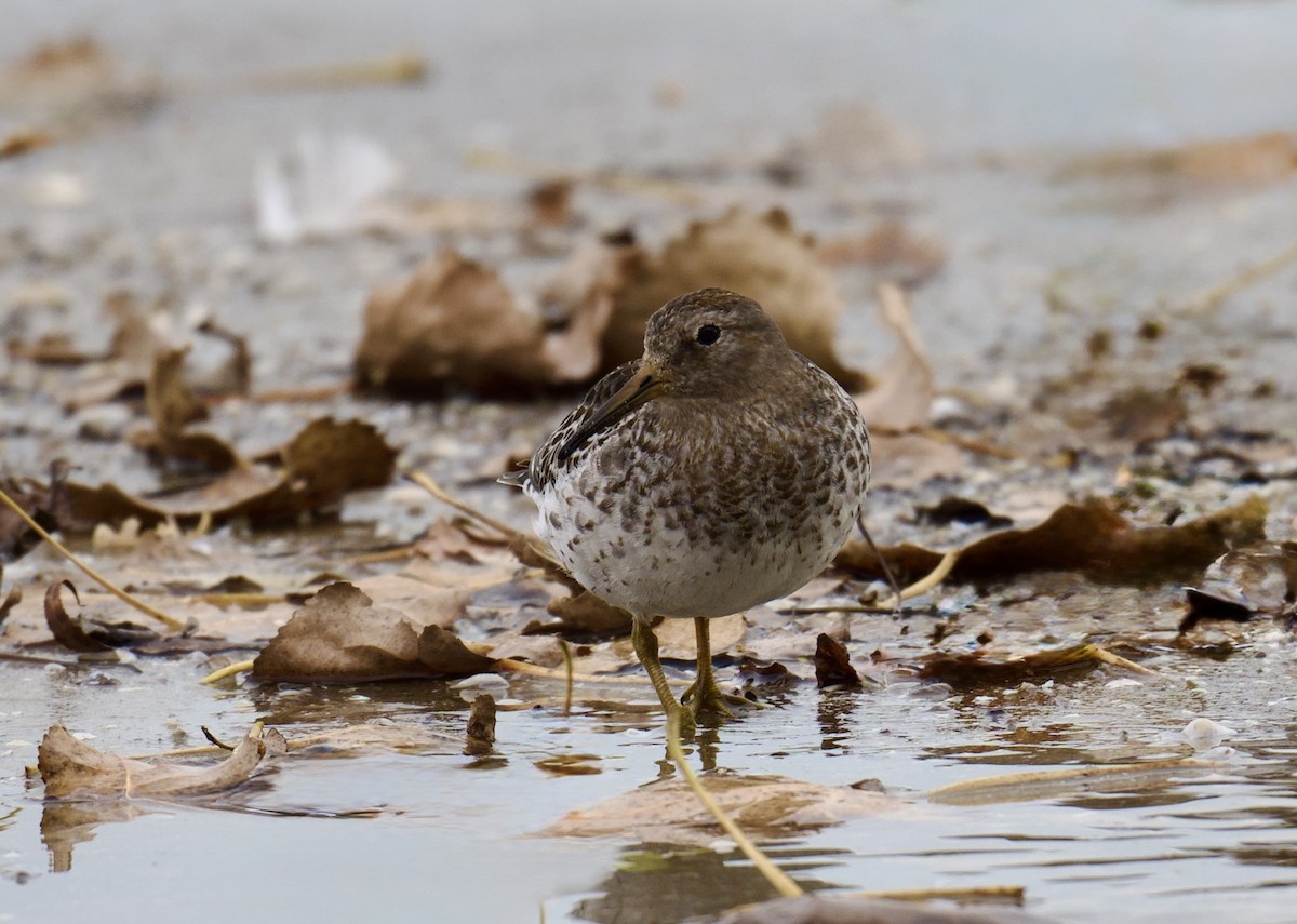 Bécasseau violet - ML644553431