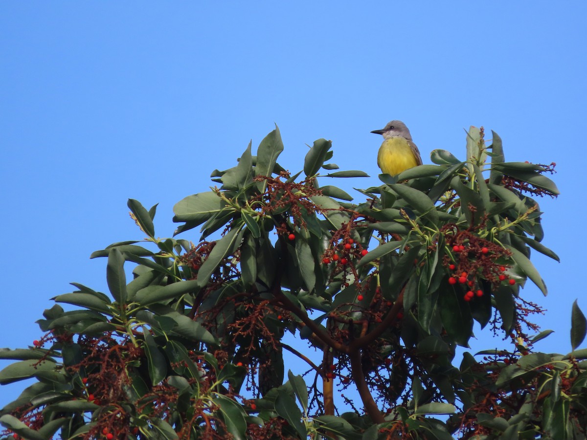 Tropical Kingbird - ML644553432