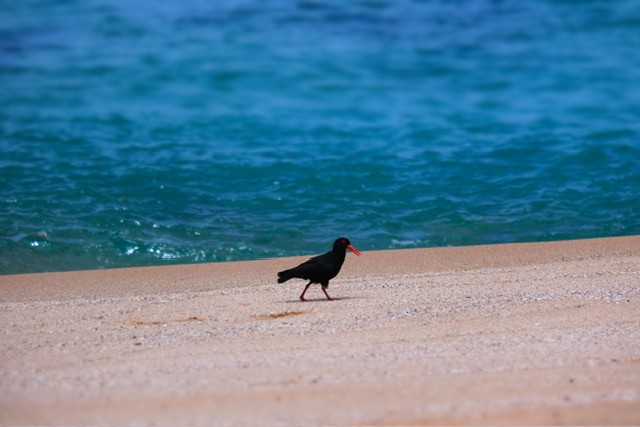 Huîtrier fuligineux - ML644553433