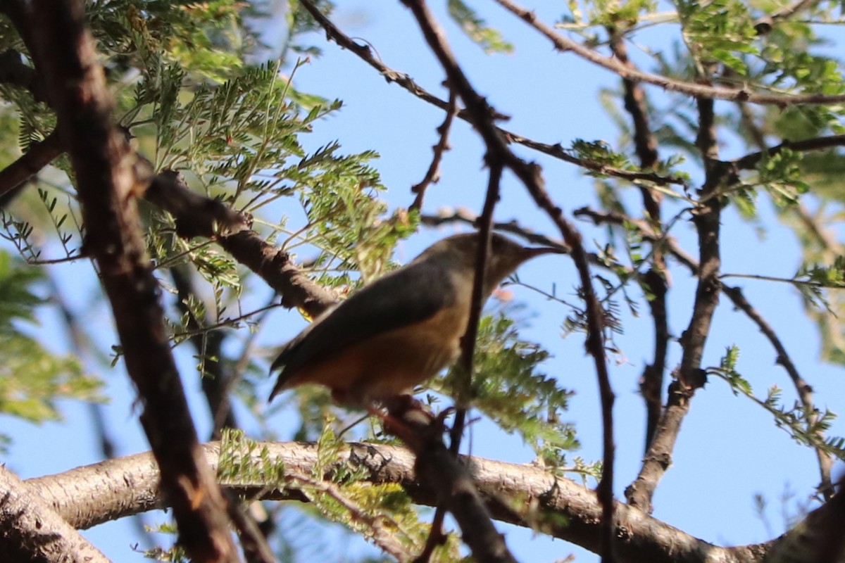 ハシナガチビオムシクイ - ML644553442