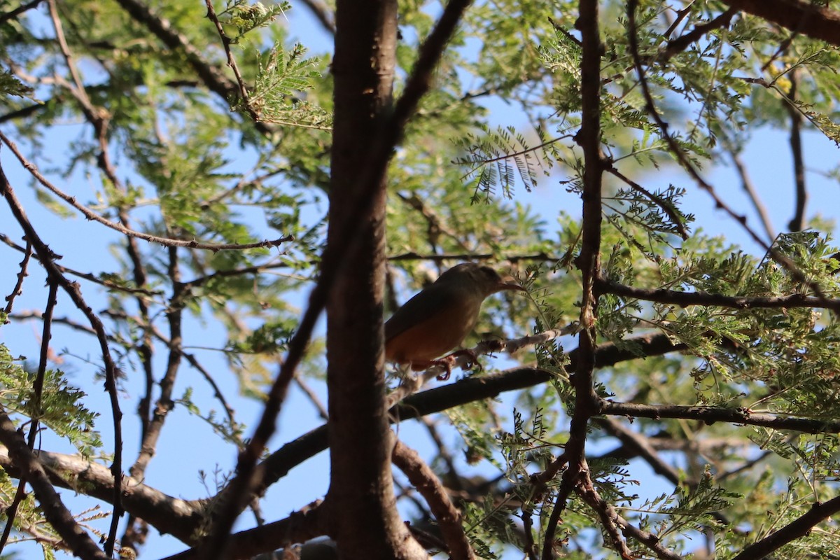 ハシナガチビオムシクイ - ML644553443