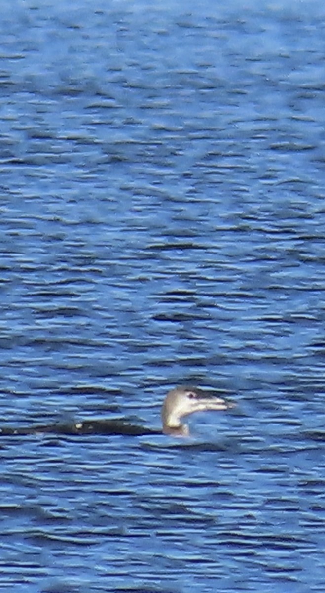 Common Loon - ML644553447