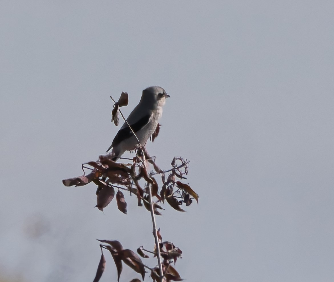 ťuhýk severní - ML644553457