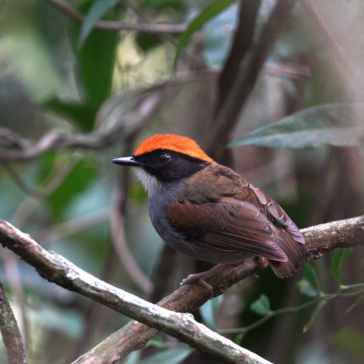 Black-cheeked Gnateater - ML644553460