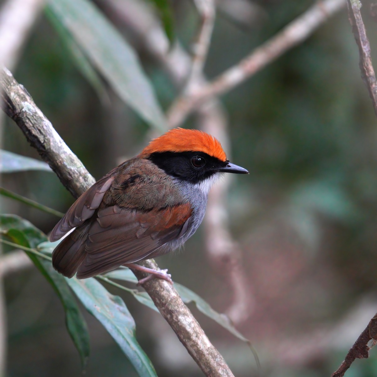 Black-cheeked Gnateater - ML644553461