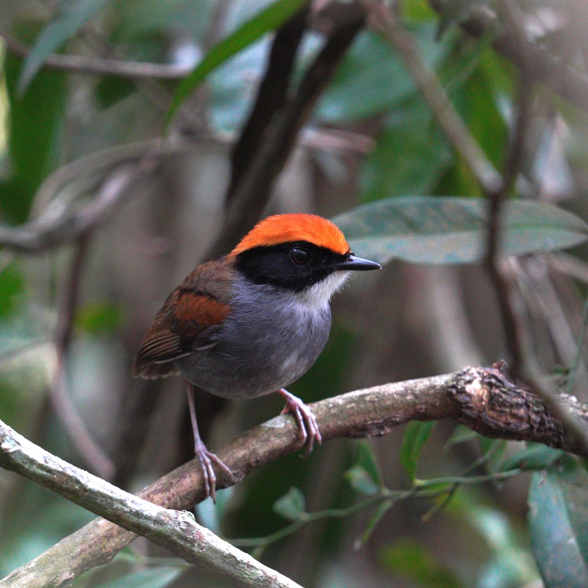 Black-cheeked Gnateater - ML644553462