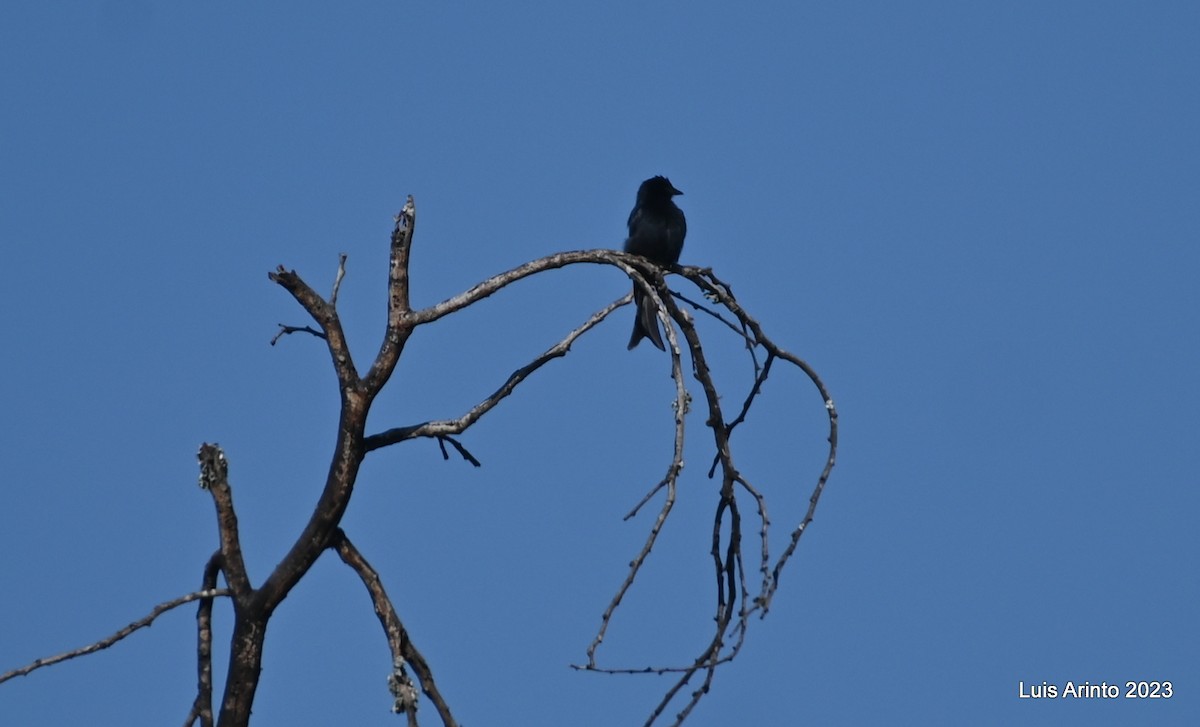 Fork-tailed Drongo - ML644553464