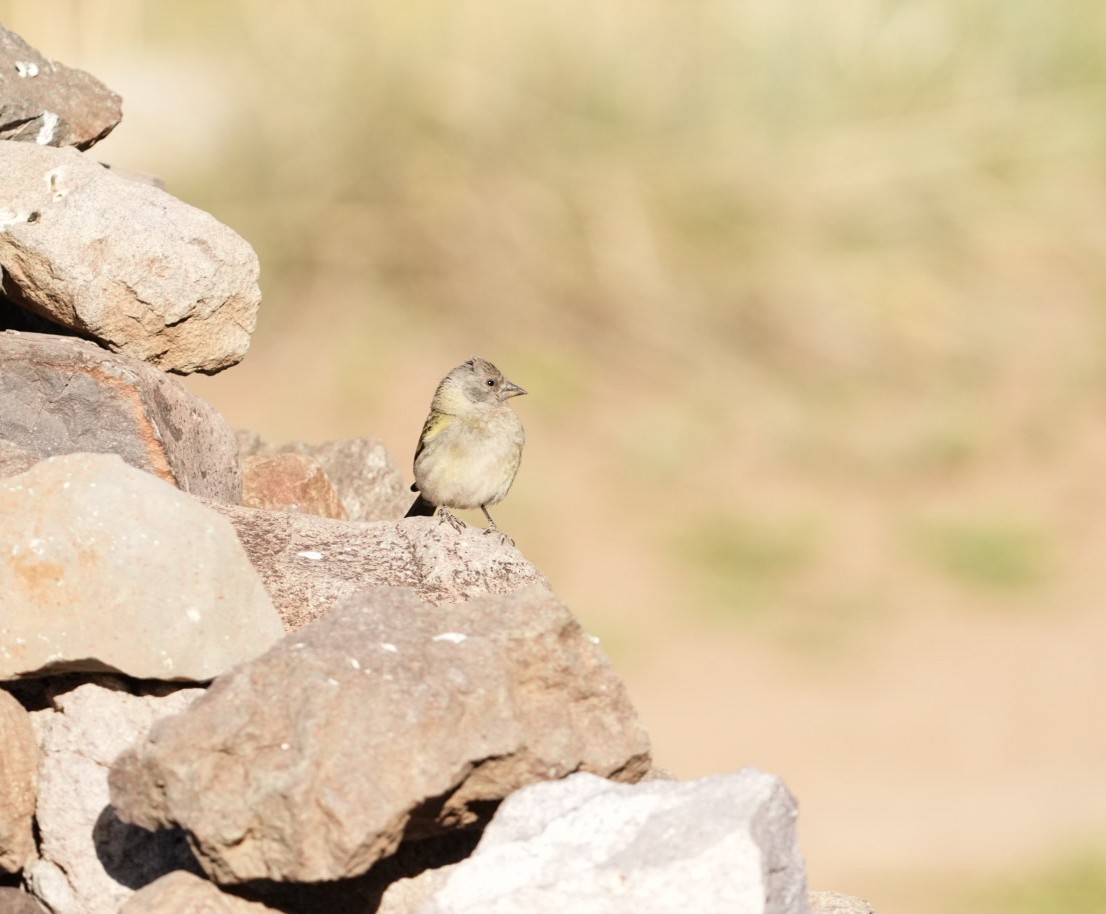 Thick-billed Siskin - ML644553466