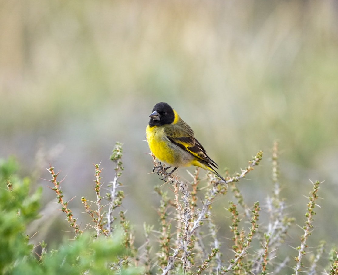 Thick-billed Siskin - ML644553467
