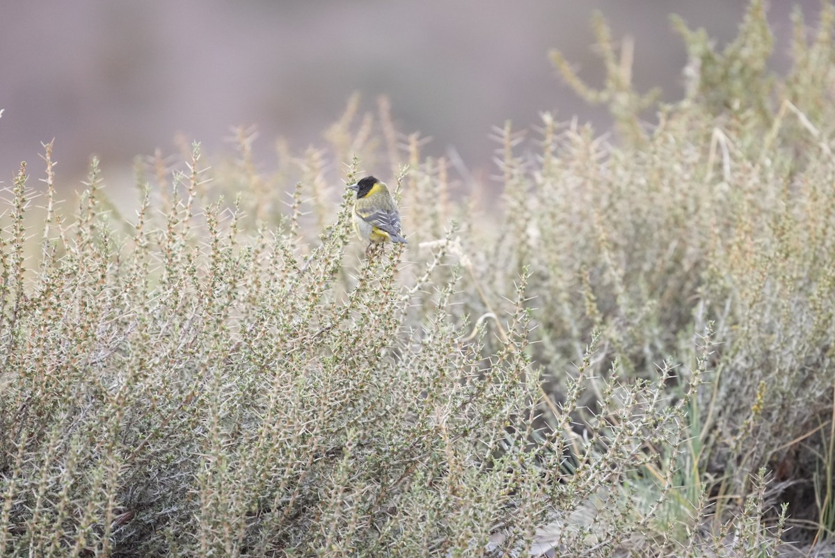 Thick-billed Siskin - ML644553468