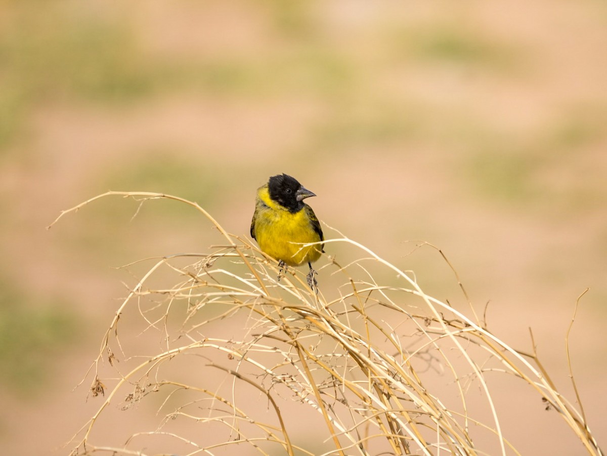 Thick-billed Siskin - ML644553469