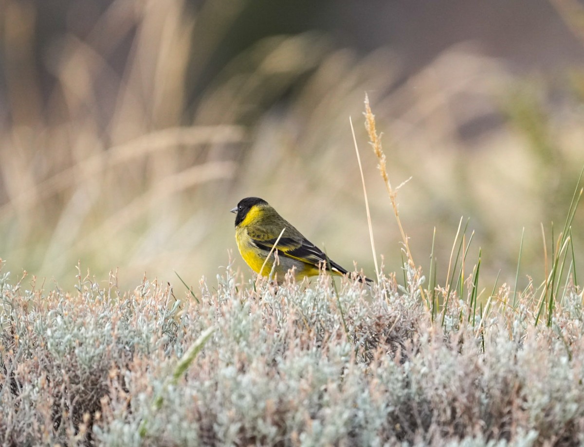 Thick-billed Siskin - ML644553470
