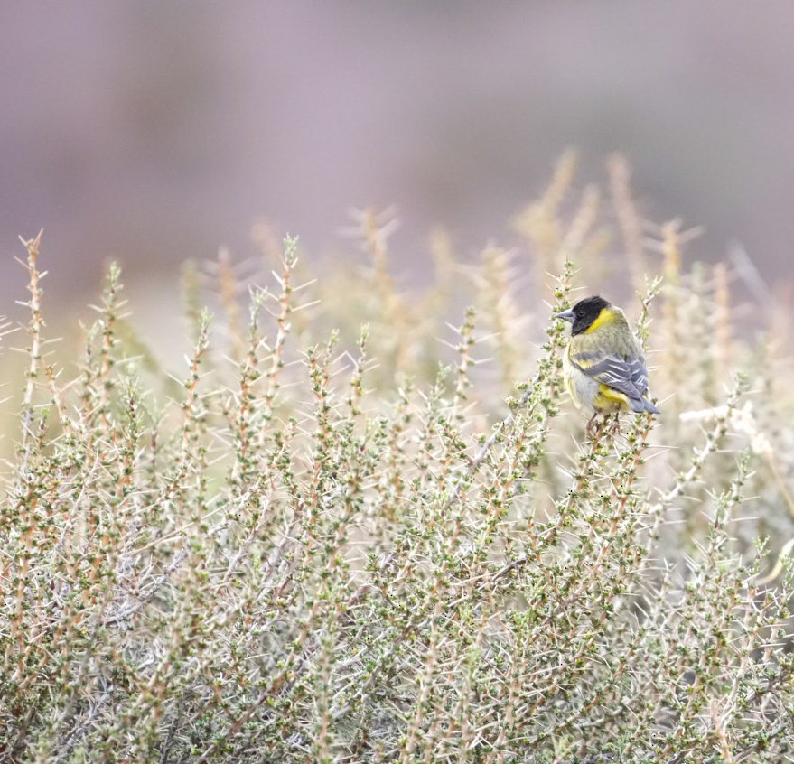 Thick-billed Siskin - ML644553471