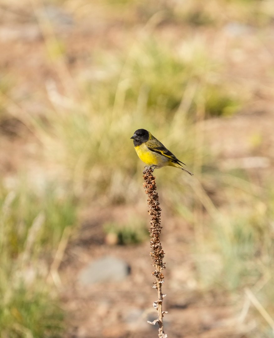 Thick-billed Siskin - ML644553472