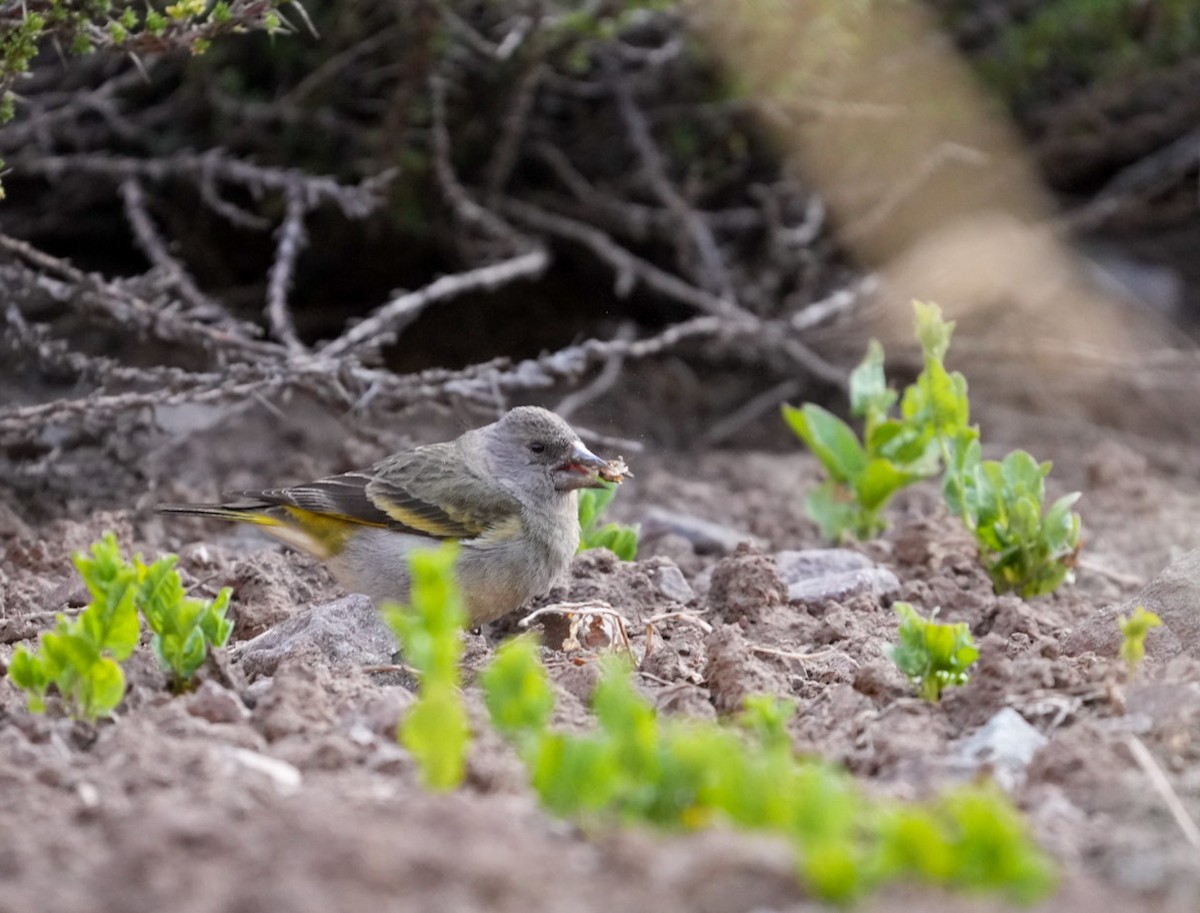 Thick-billed Siskin - ML644553473