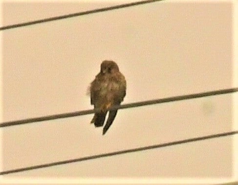 poštolka obecná - ML644553487