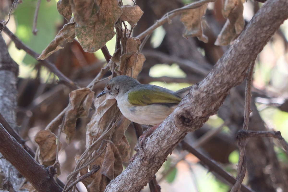 ミドリコムシクイ - ML644553493