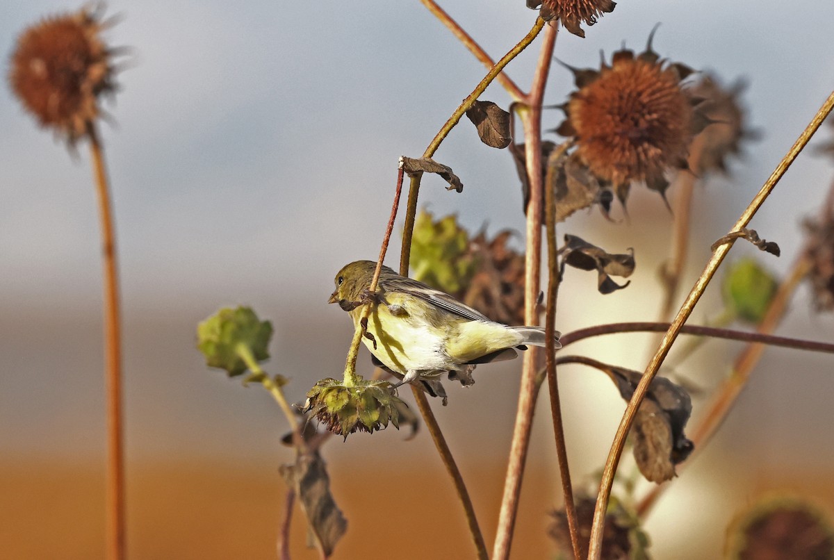 American Goldfinch - ML644553494
