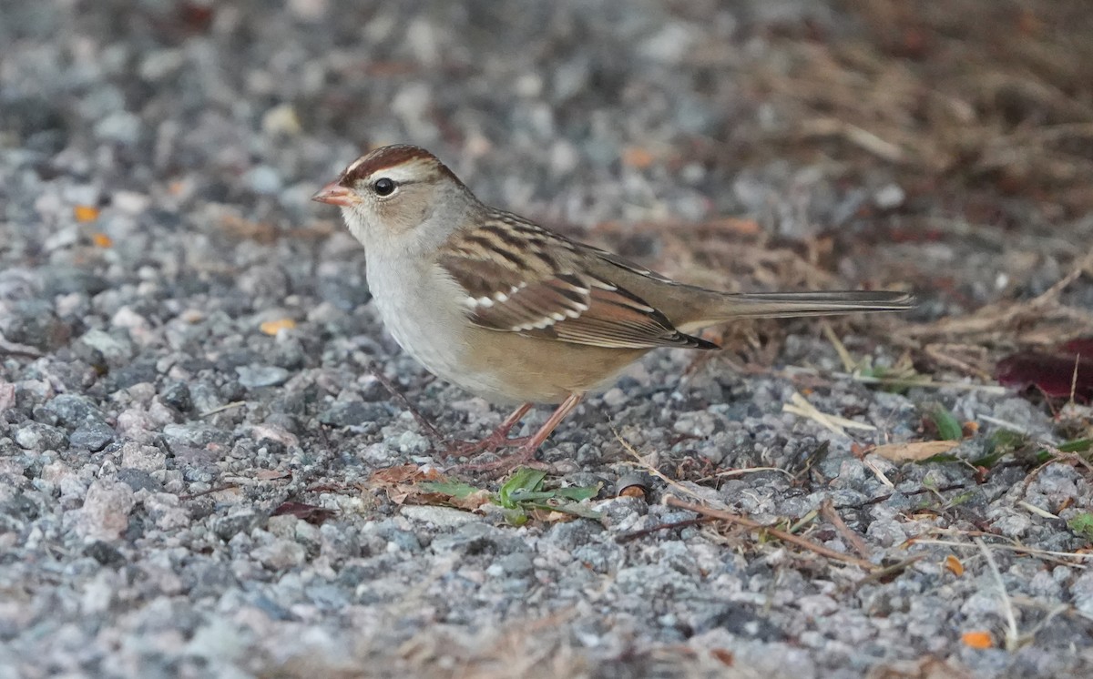 White-crowned Sparrow - ML644553495