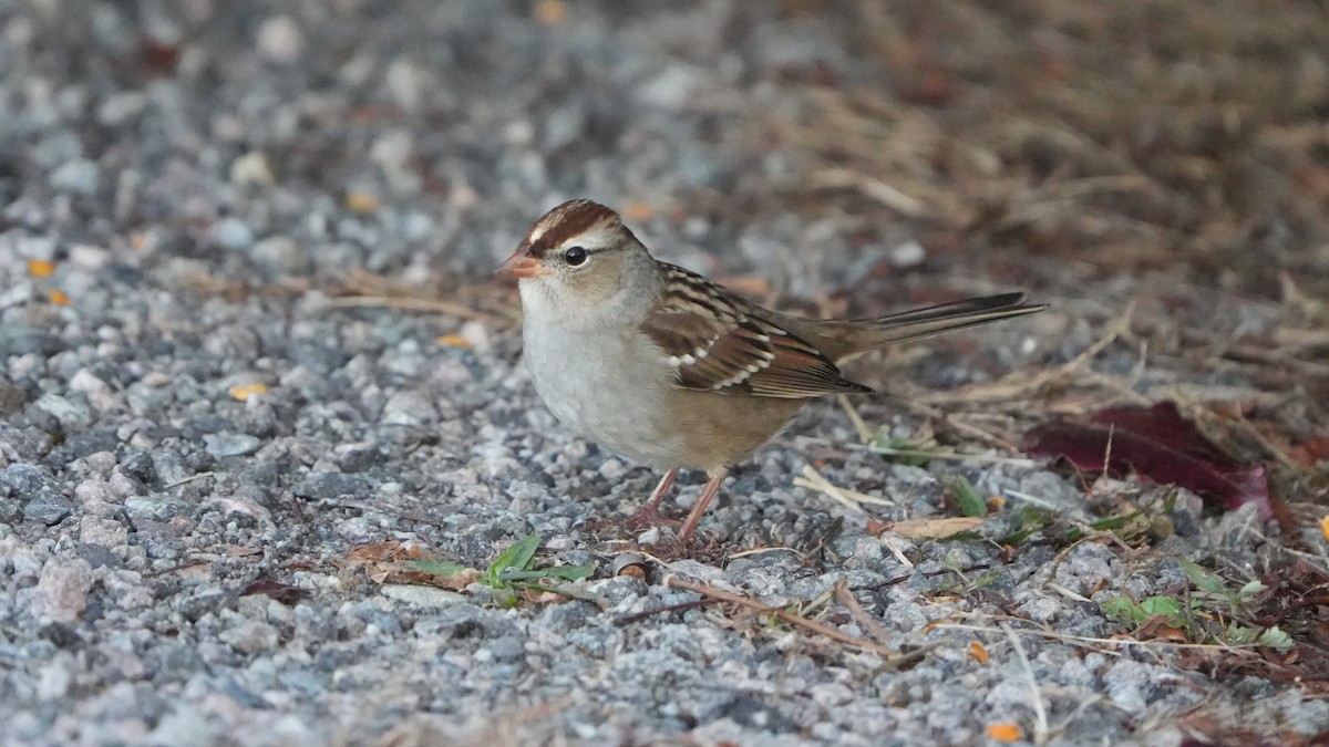 White-crowned Sparrow - ML644553496