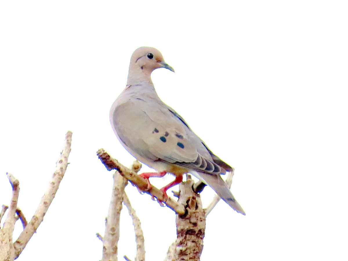 Zenaida belarriduna - ML644553502