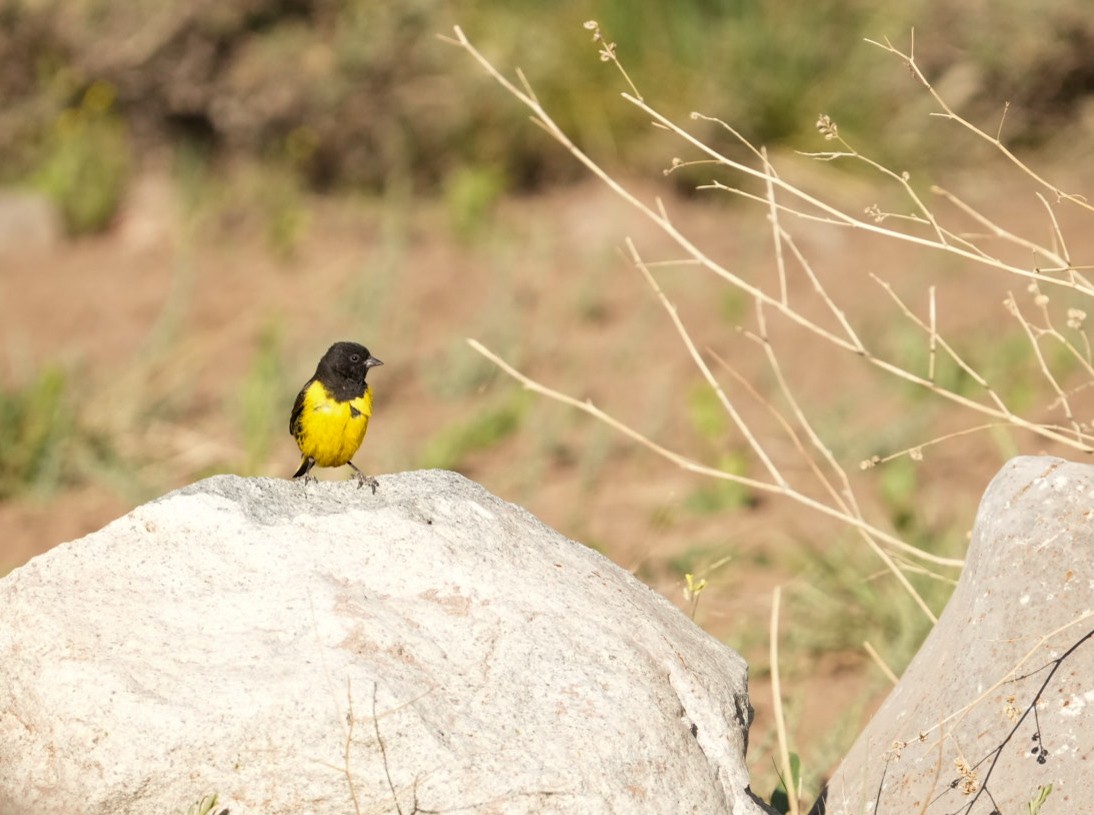 čížek západní - ML644553503