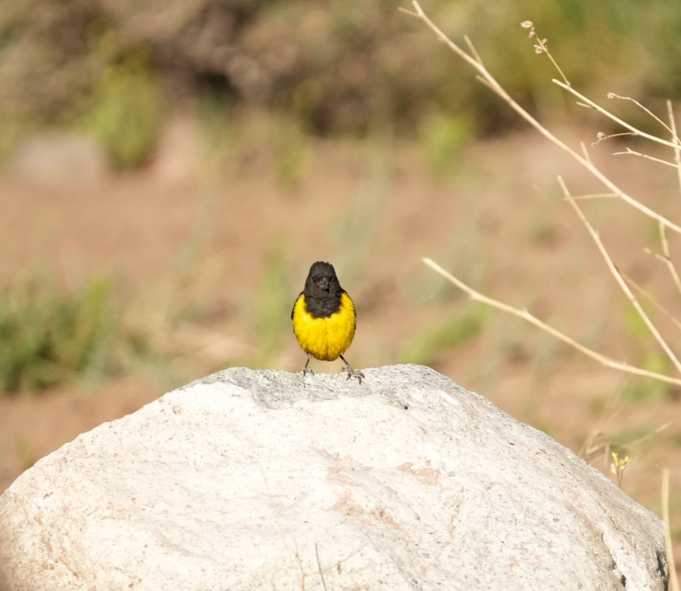 čížek západní - ML644553504