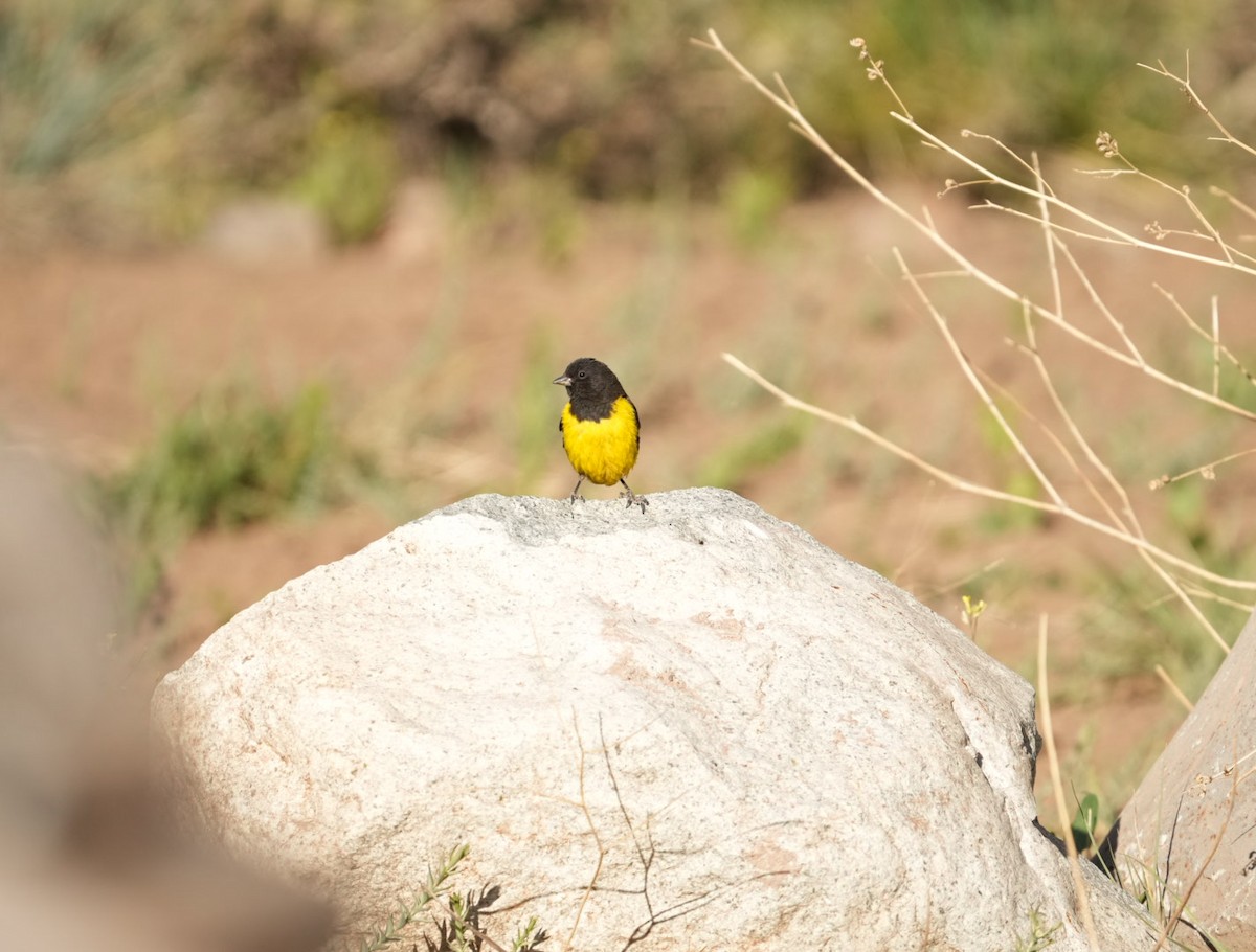 čížek západní - ML644553505