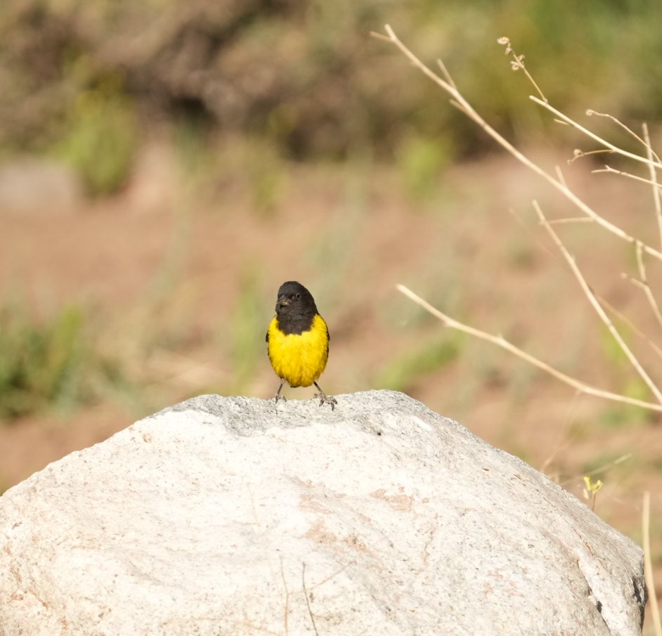 čížek západní - ML644553506