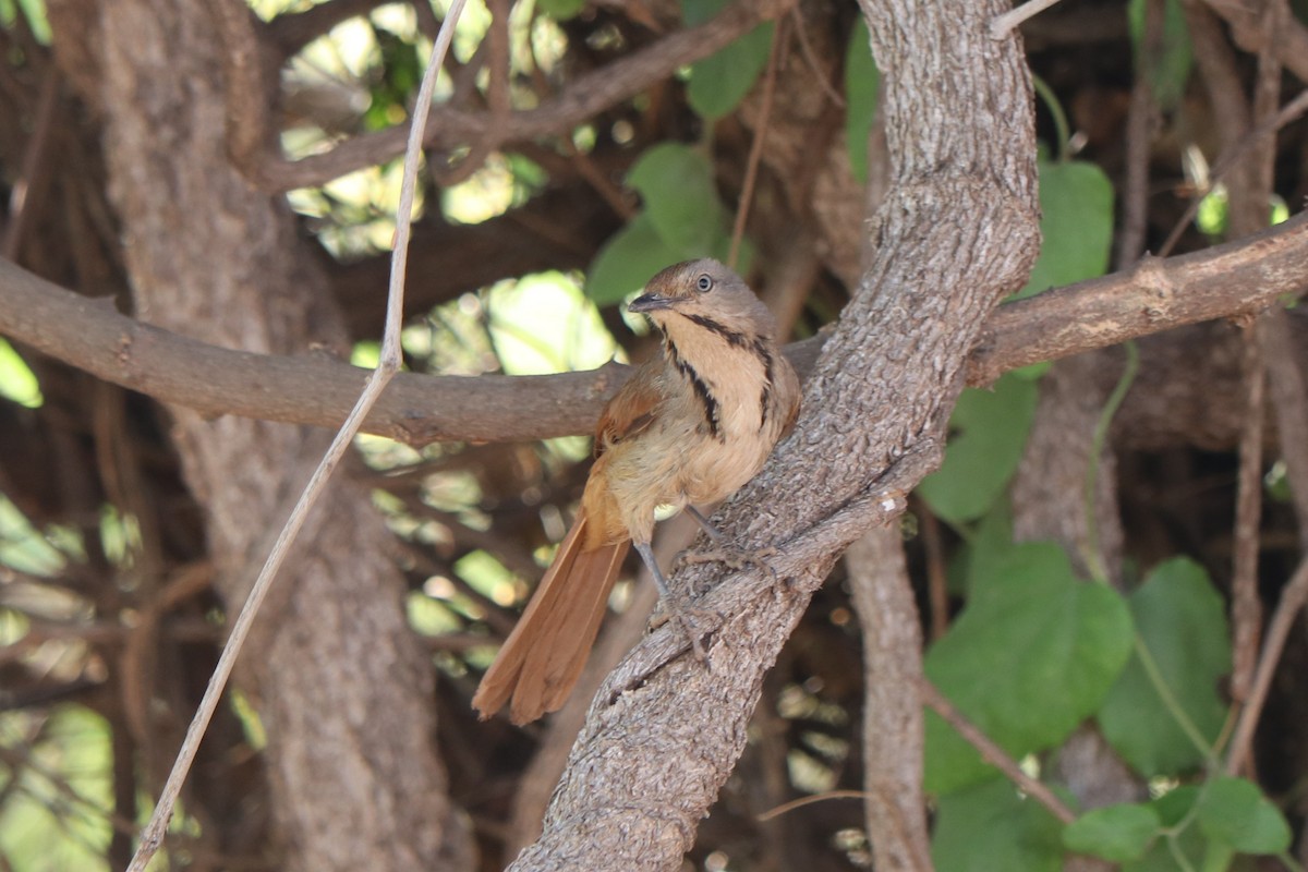 アサナキヒタキ - ML644553510