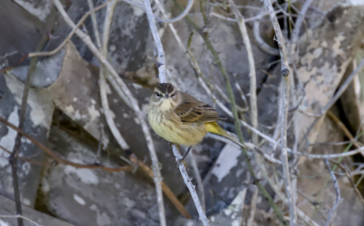 myrparula - ML644553513