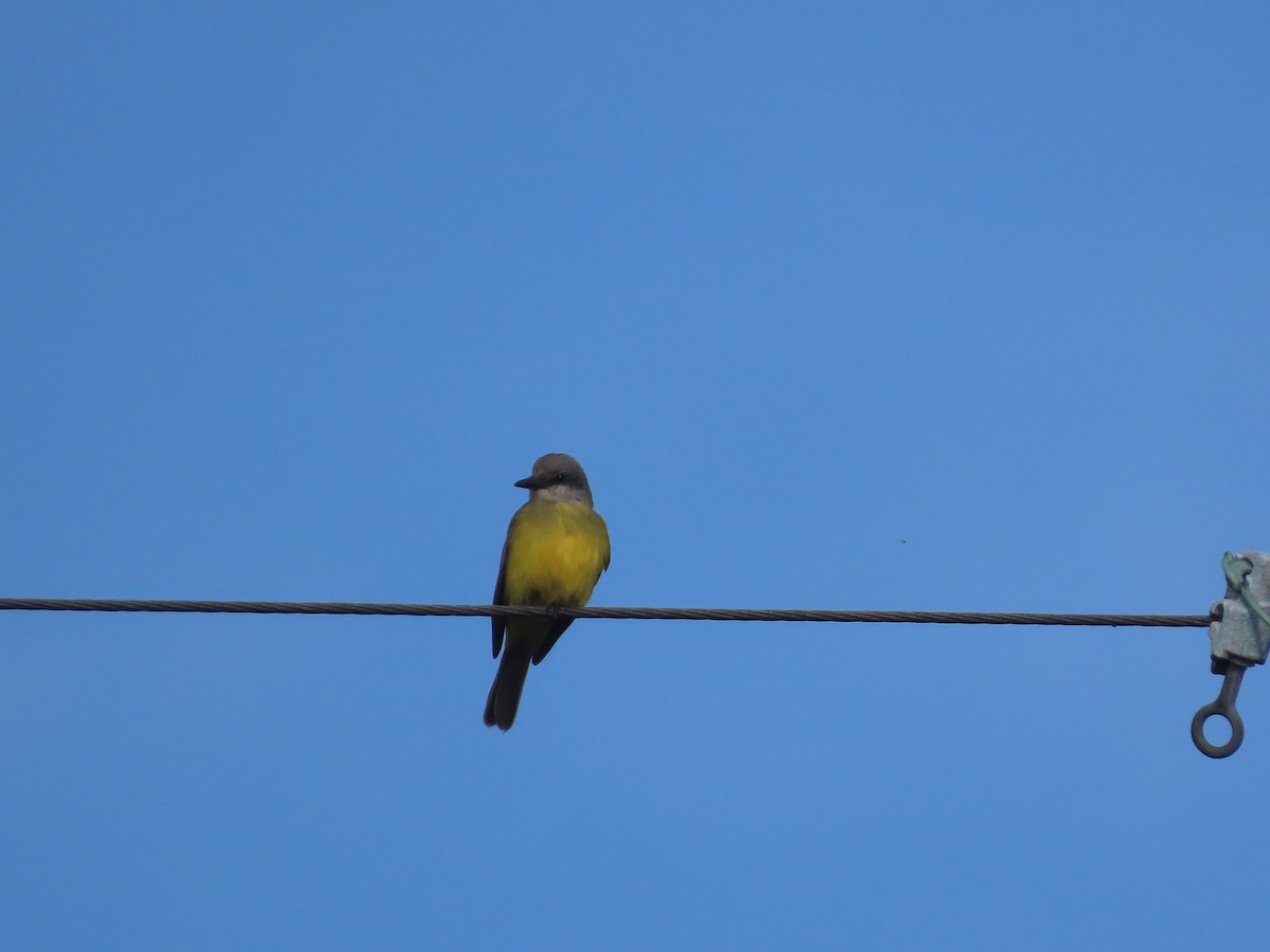 Tropical Kingbird - ML644553517