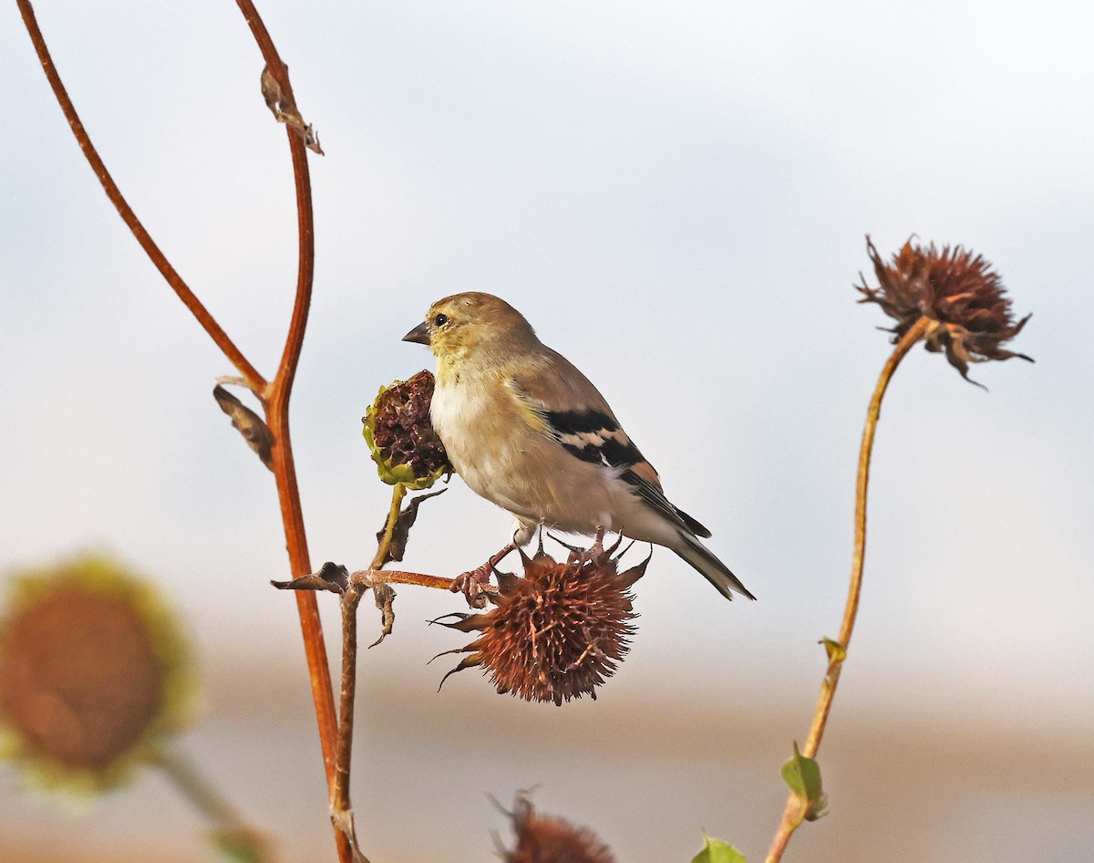 American Goldfinch - ML644553520