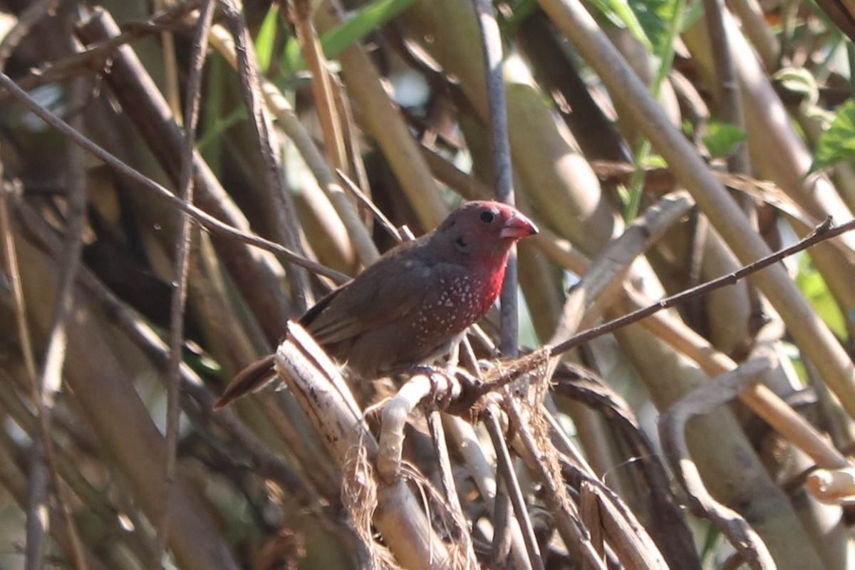 チャイロコウギョクチョウ - ML644553524