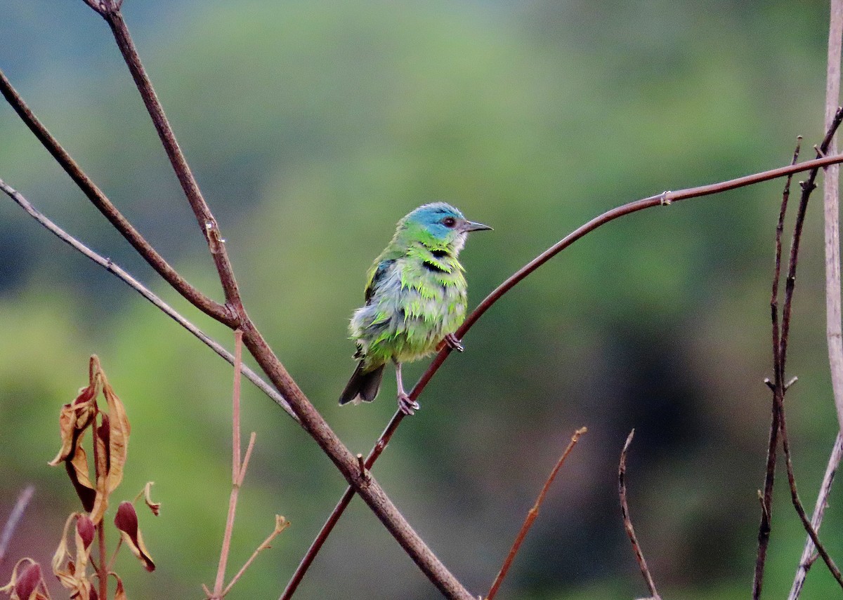 Blue Dacnis - ML644553527