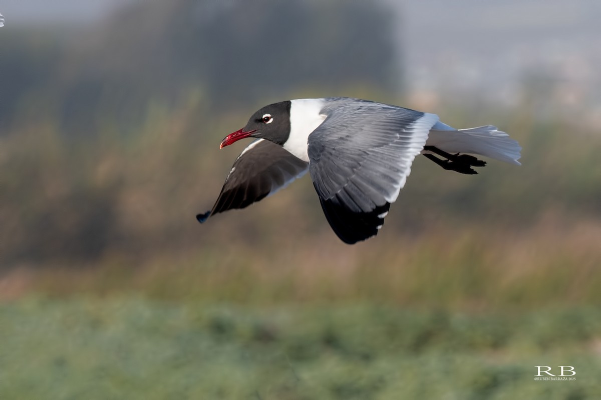 Laughing Gull - ML644553540