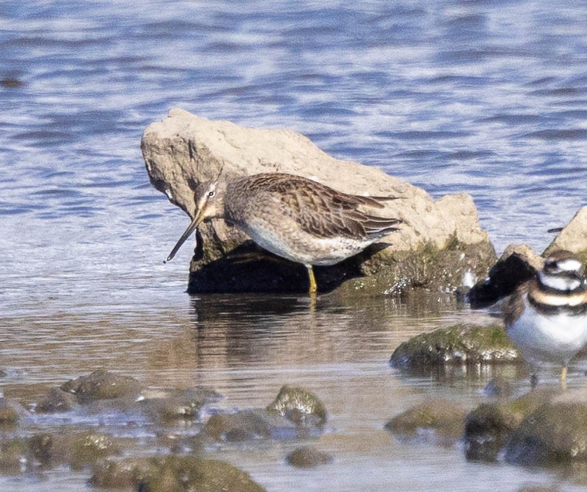 Long-billed Dowitcher - ML644553542